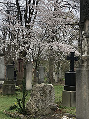 Kirschblüten auf dem Alten Südfriedhof (©Foto: Martin Schmitz)